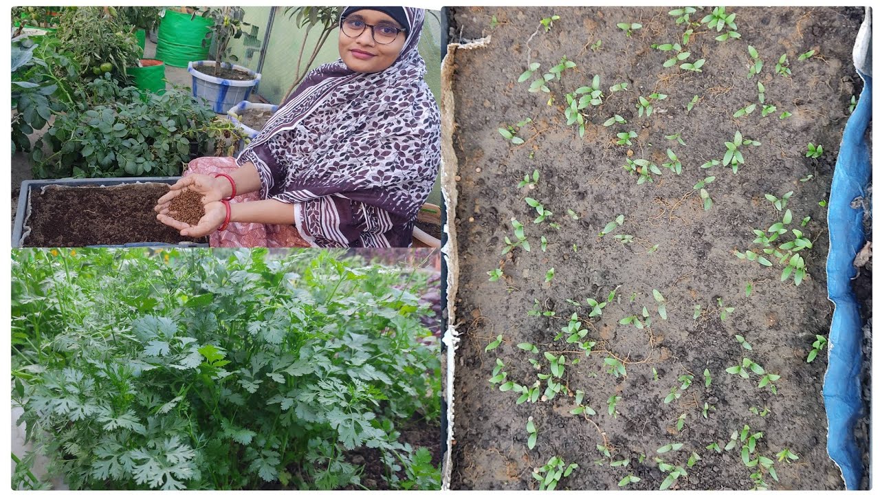 ছাদে অল্প মাটিতে ধনেপাতা চাষের সবচেয়ে সহজ পদ্ধতি।🌱@greenfriends8901 @GardeningismyPassion 
