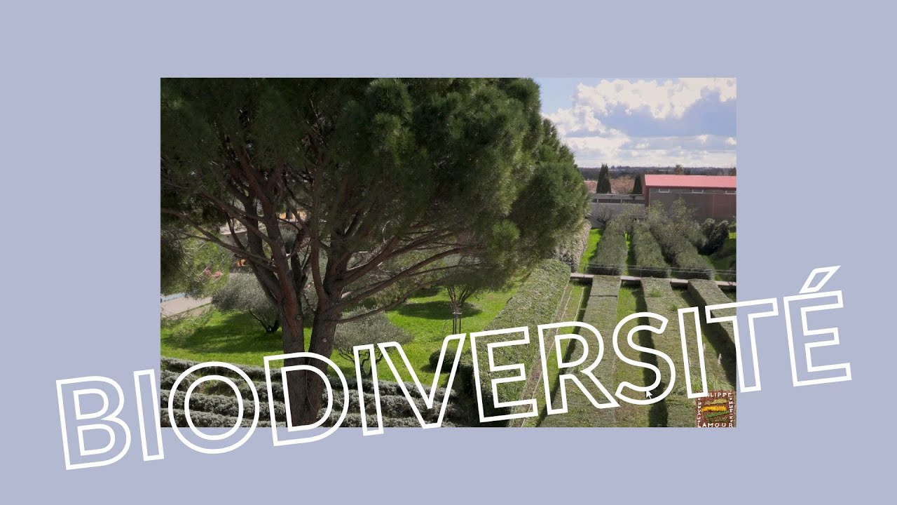 Prix action éco-déléguée lycée 2025