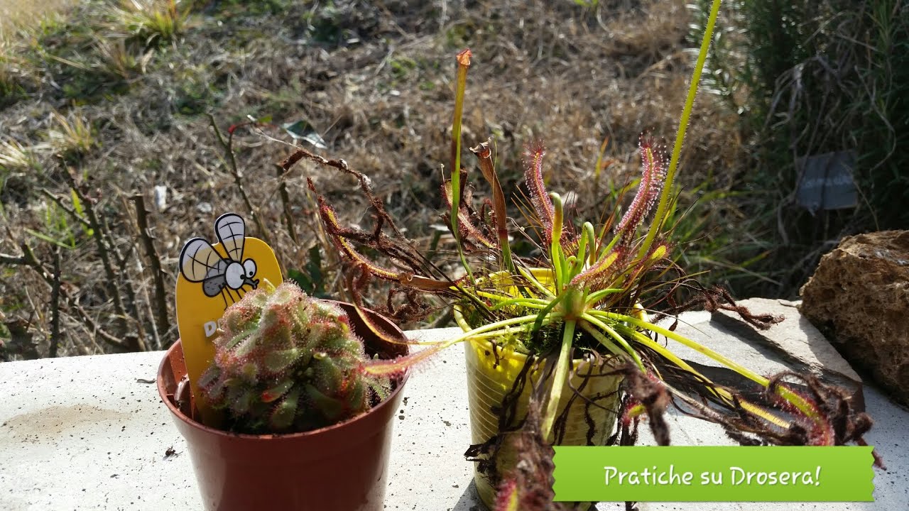 93. DROSERA ALICIAE SEPARAZIONE DI UN CESPO COMMERCIALE E TALEA DI RADICE DROSERA CAPENSIS