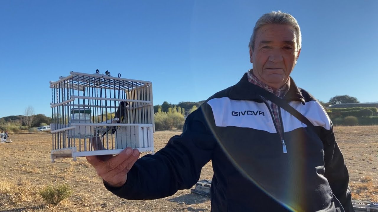 🏆 Final andaluza de silvestrismo (otoño) 🍂🐦 #chardonneret #chant #jilguero #concurso