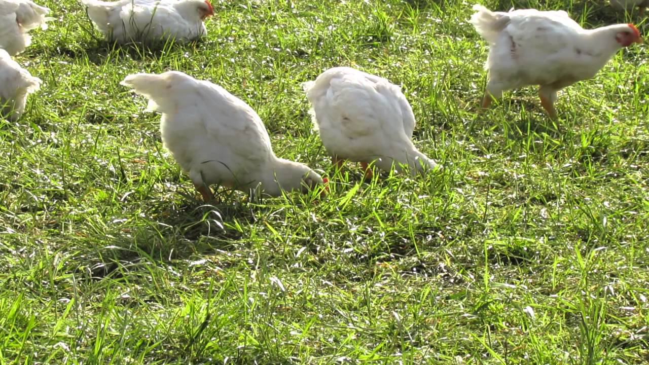 Schickermooser Vorstellung - Bio Hähnchen in natürlicher Weidehaltung