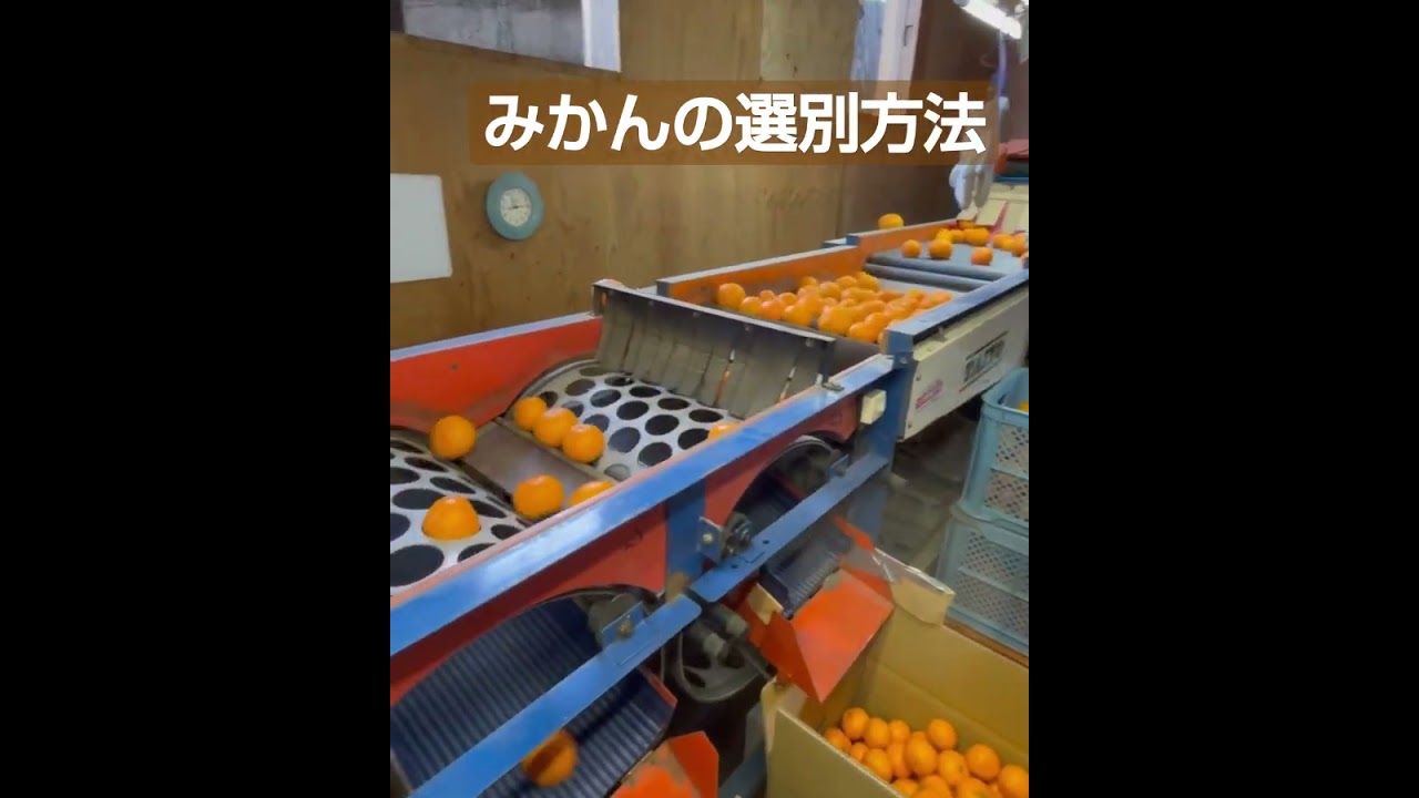 これで、楽ちん、みかんを選別できました👍🎥動画提供🎥☀shino🌳さん。（カット、BGM編集済み）#agriculture #shorts #農業 #farmer #みかん
