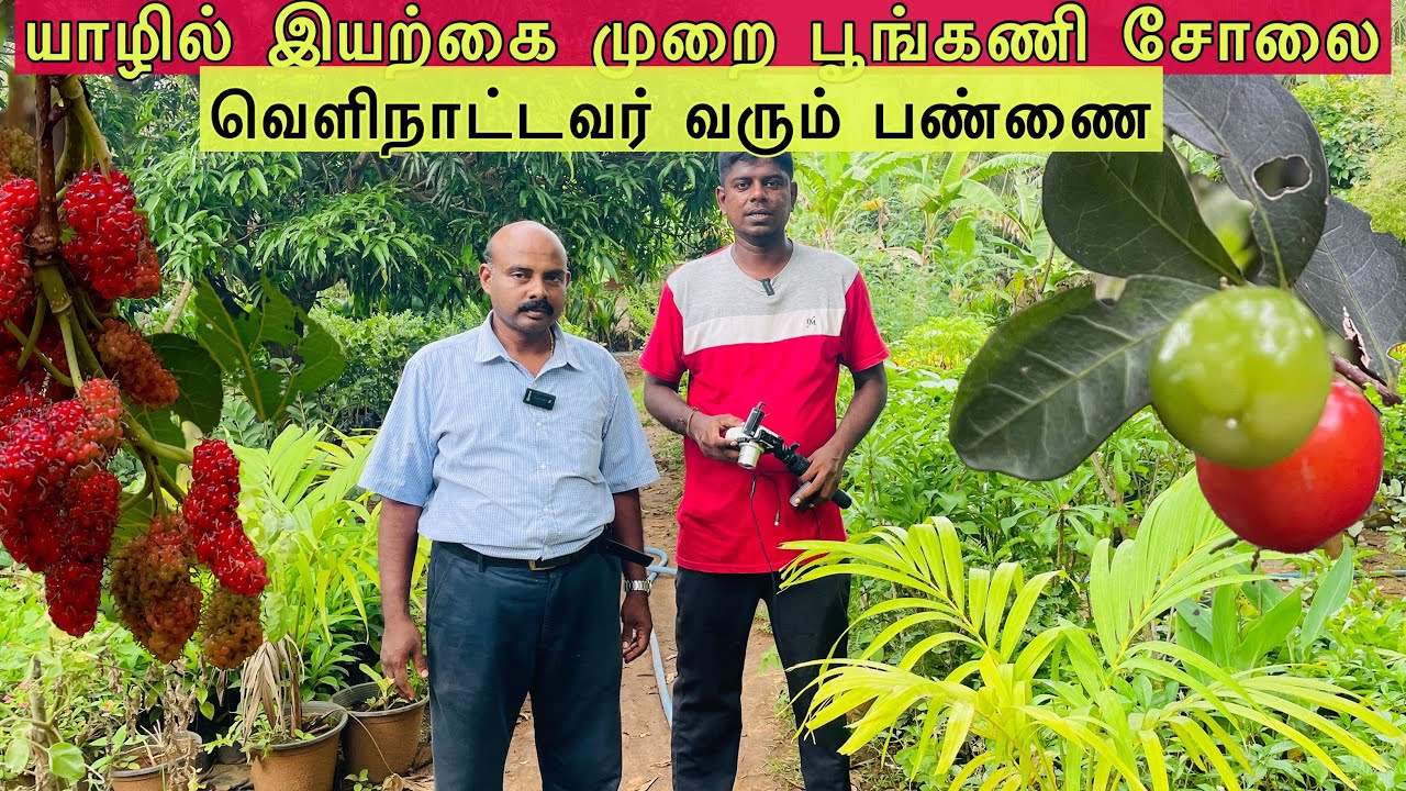 யாழில் ஆசிரியரின் 600 வகை தாவரங்கள் உற்பத்தி Jaffna  youtubers | Tamil  Vlogh