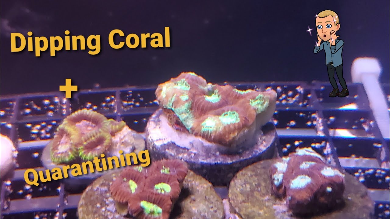 How to Do Multiple Dips on Corals and Quarantine Them