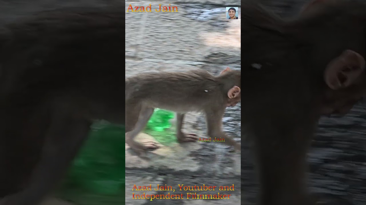 monkey bandar sucking water on floor #monkey #bandar