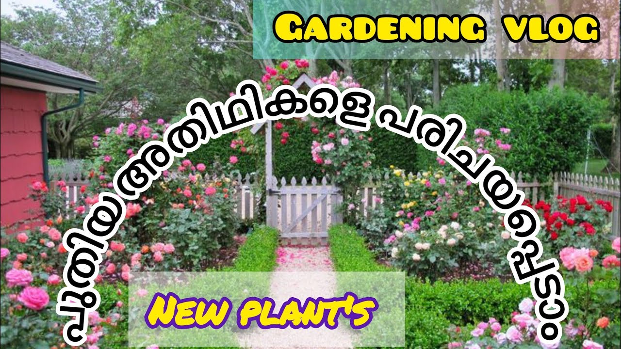 ഗാർഡനിലെ പുതിയ അതിഥികൾ❤️🌹