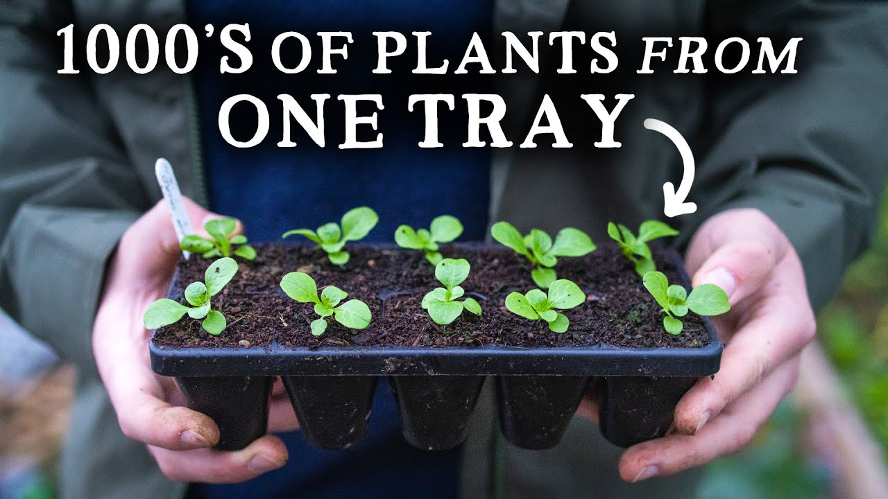 My Long-Lasting 10 and 20 Cell Module Trays Perfect for Gardeners