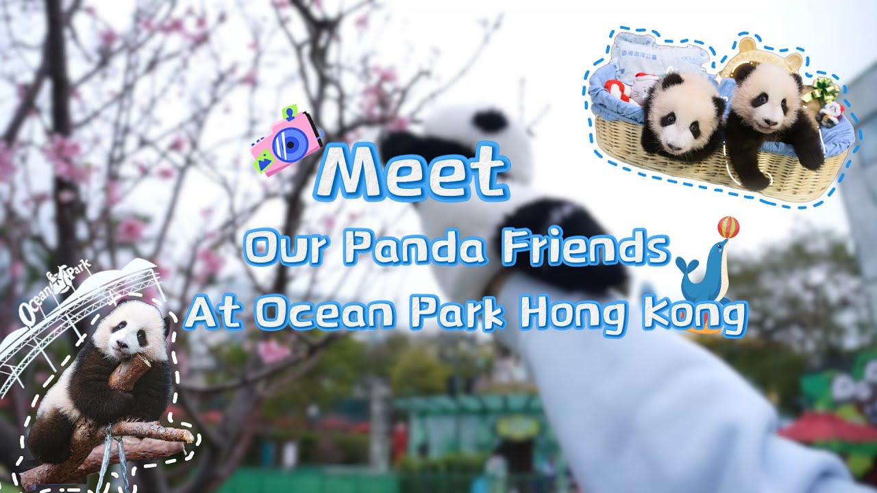 Visit The Pandas At Ocean Park Hong Kong | iPanda