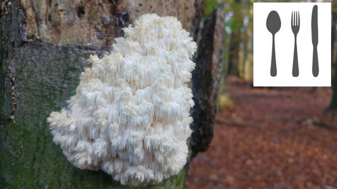 Sopl&oacute;wka bukowa&nbsp;(Hericium coralloides)