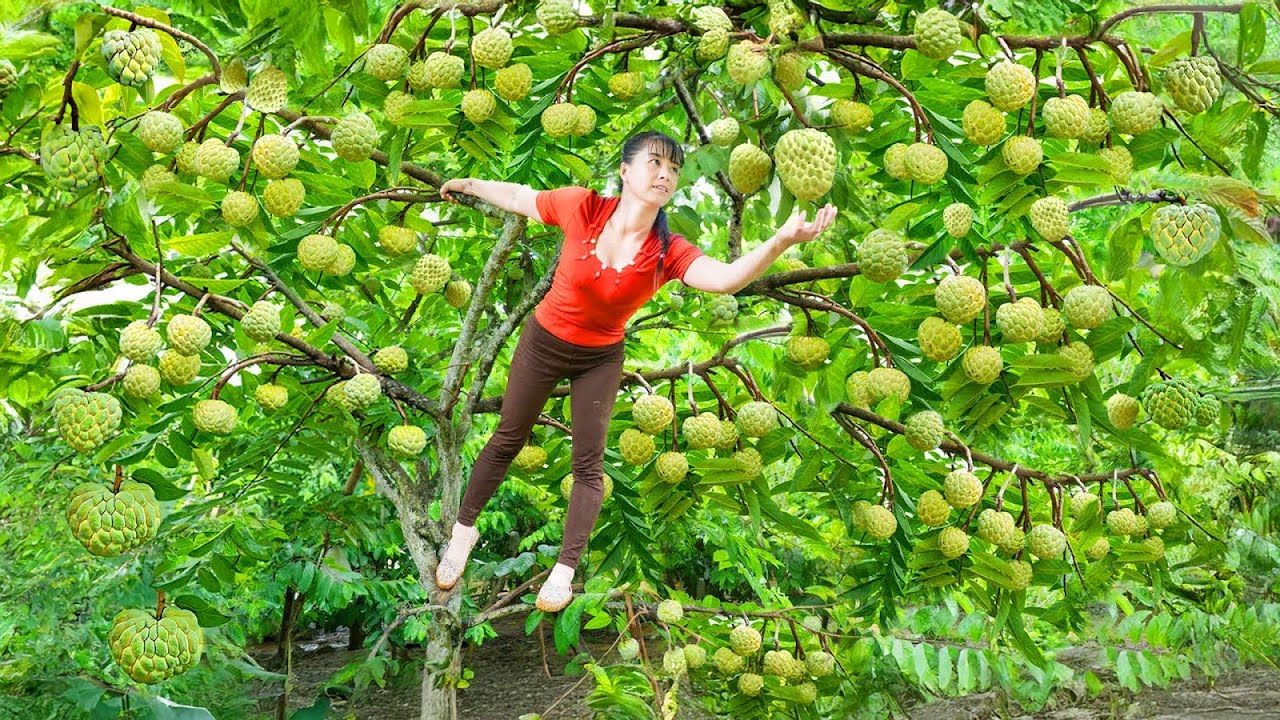 Harvesting Custard Apples for Market Sale & Caring for Livestock | Phuong Harvest Life