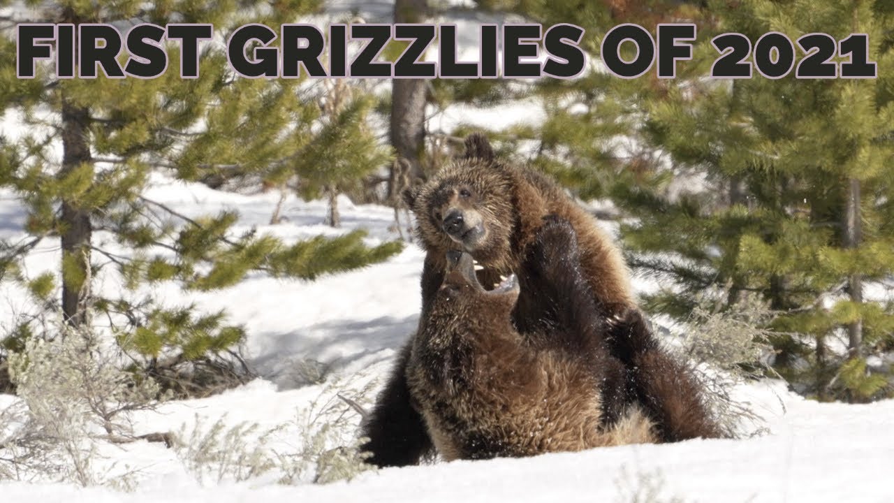First Grizzlies Of The Year - Grizzly 610 in Grand Teton National Park