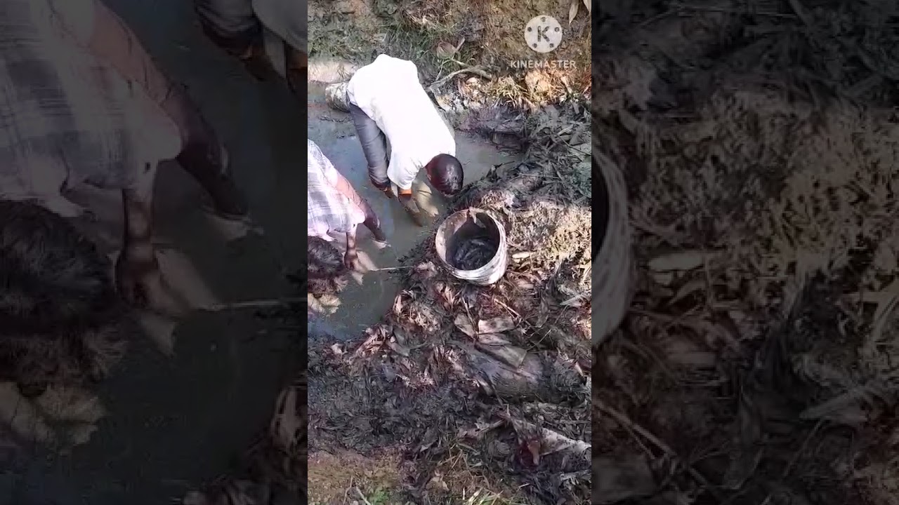 📌ঘৰৰ খাল এটা সিঁচাই মাছ কেইটামান ধৰিলোঁ।📌