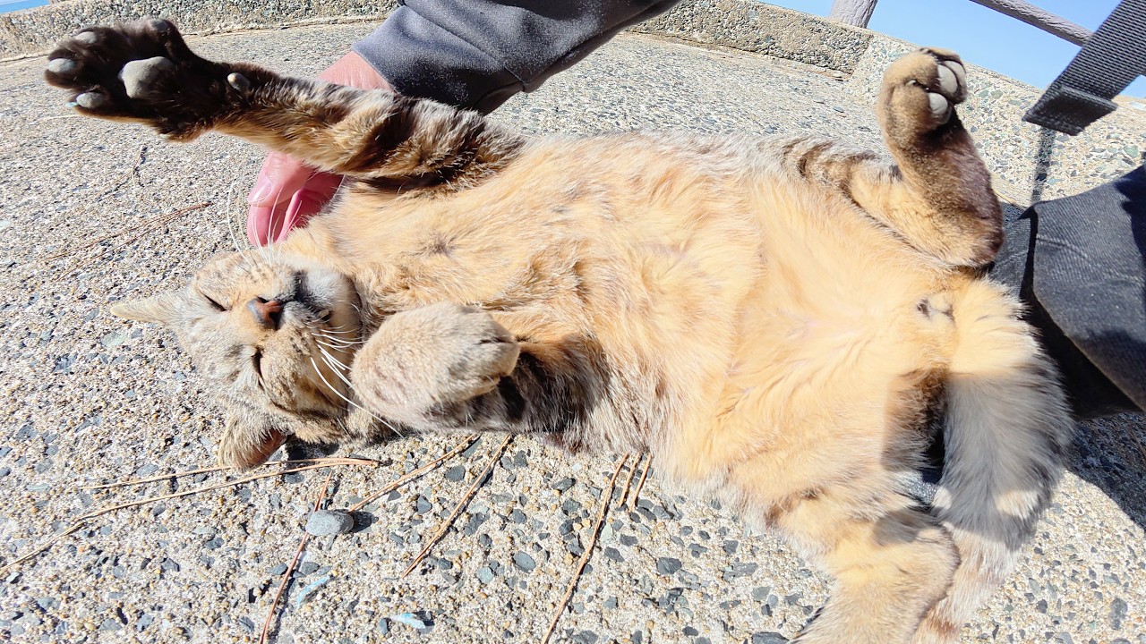 キジトラ猫をモフっていたらヘソ天ポーズのままフリーズした