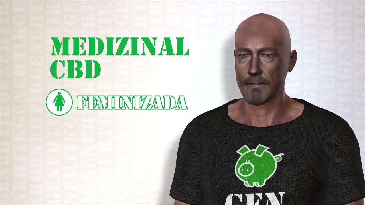 Medizinal CBD   semilla de marihuana feminizada