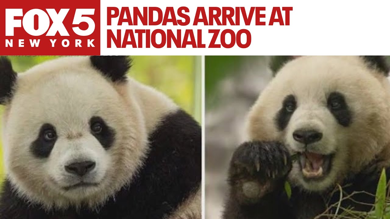 Pandas arrive at National Zoo, but won't be ready for public debut until January