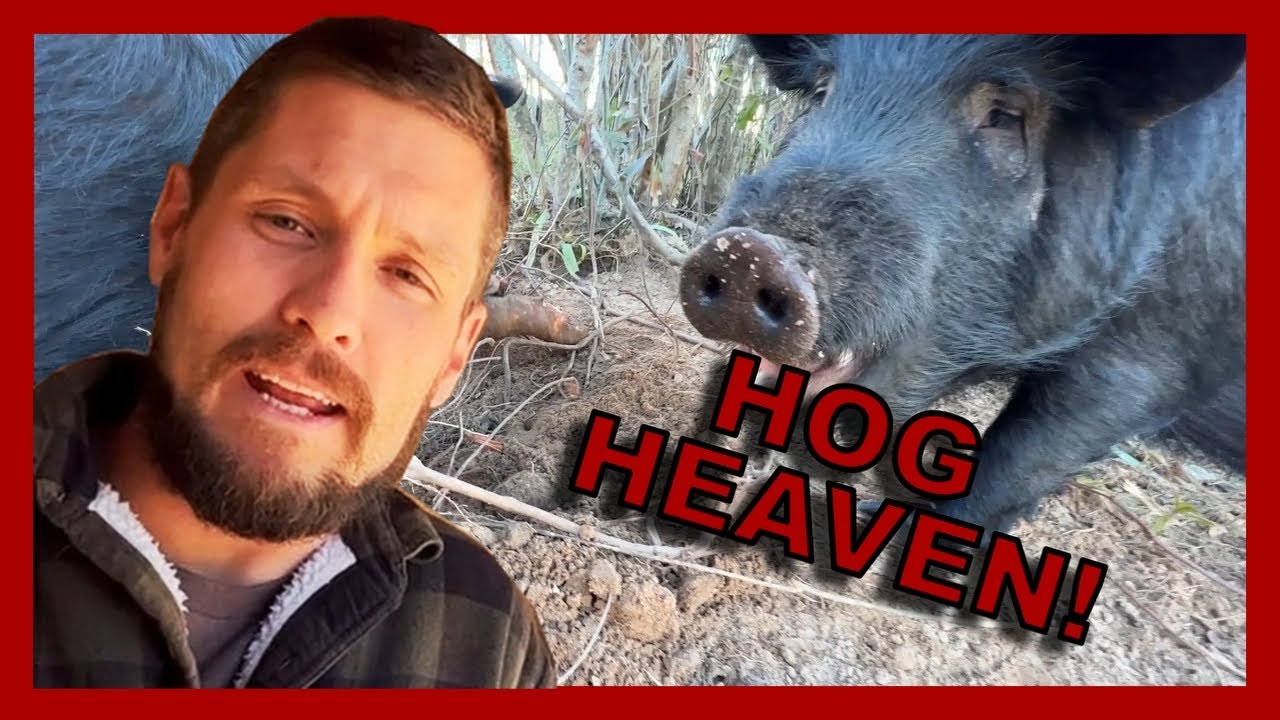 How to Keep American Guinea Hogs on your Homestead in 2023 - Contain them without EXPENSIVE Fencing!