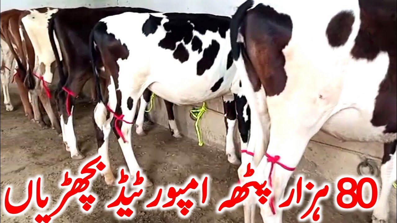 Hf Cow Hiefers Bachri For Sale | Jersey Australian Friesian Bachrian || Mandi Star