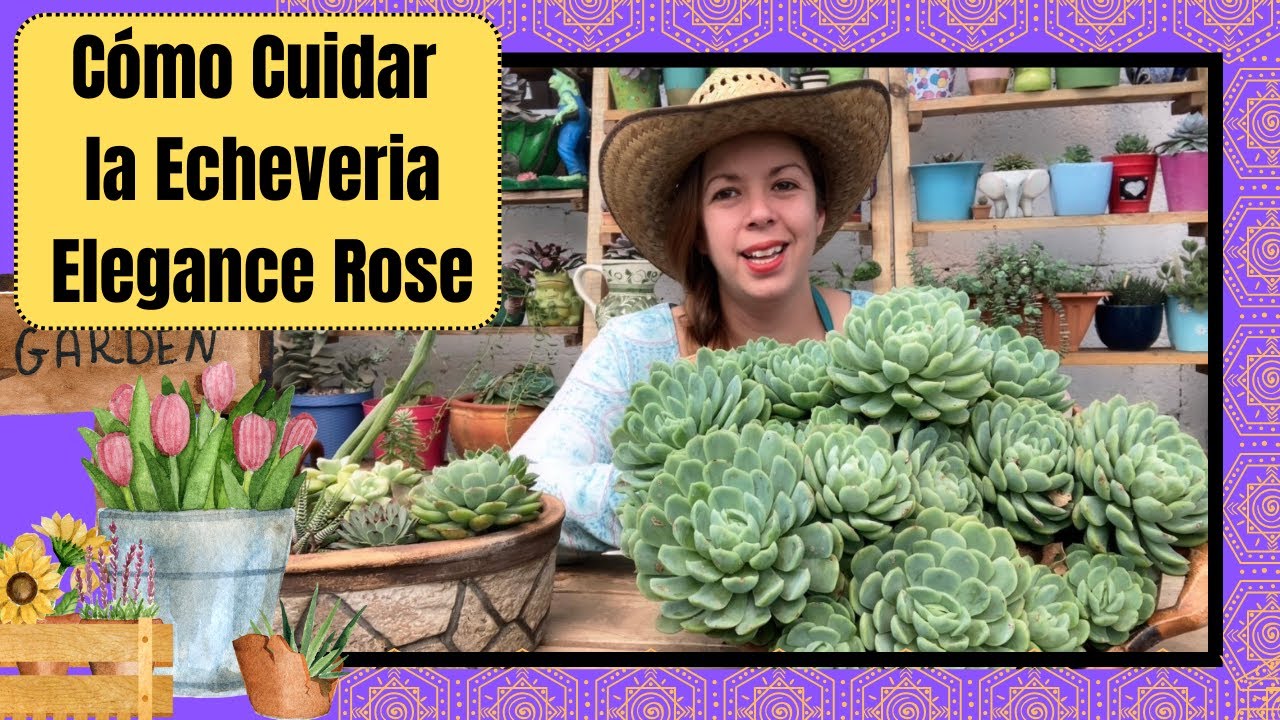 Cómo cuidar tu Echeveria Elegance Rose, y cómo hacer que se vuelva colonia