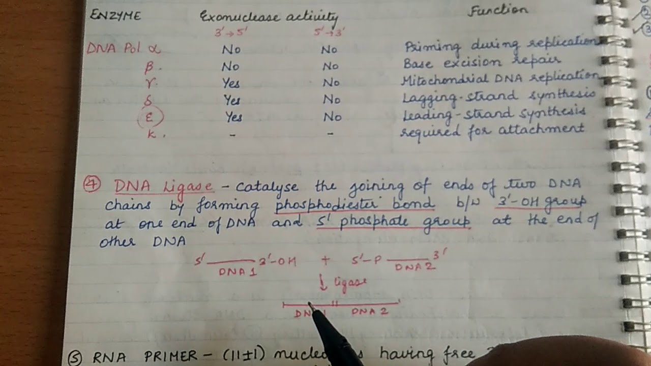 DNA Replication for exams