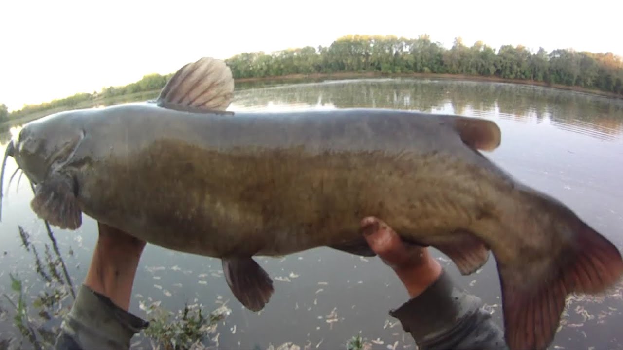 Bait Fishing #83 - Big Channel Catfish River Fishing with Cut Bait