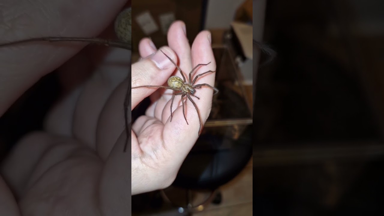 Les araign&eacute;es ne sont pas dangereuses !!! Manipulation de Eratigena atrica