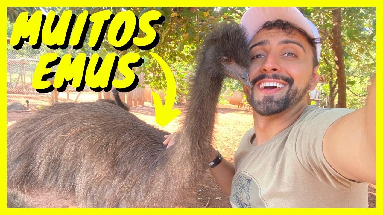 Criação de Emu Australiano | Gutejando
