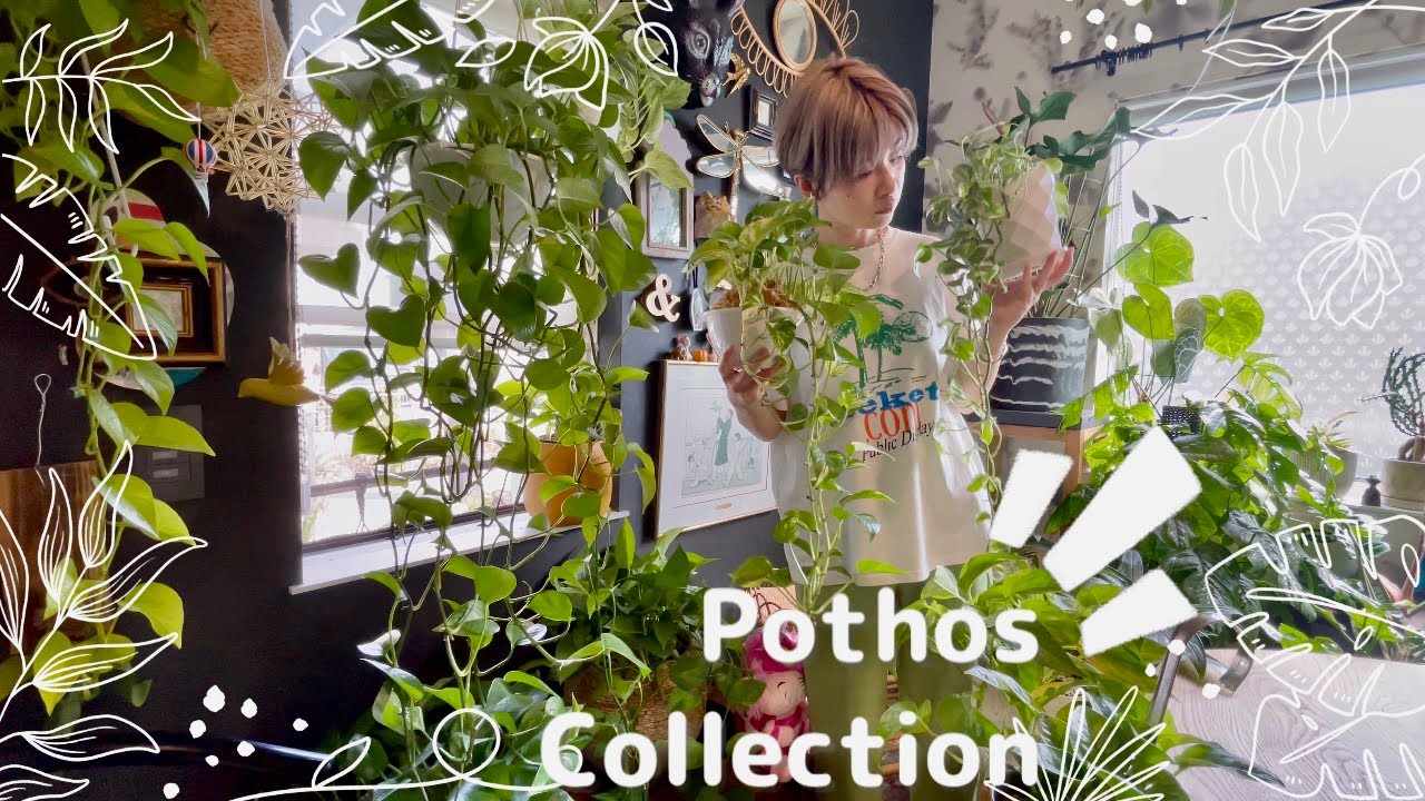 【ポトス】12種類のポトスをご紹介/初心者さんおすすめの魅惑のポトス/植物のある暮らし/観葉植物/houseplants/観葉植物インテリア/ボタニカルライフ/관엽 식물