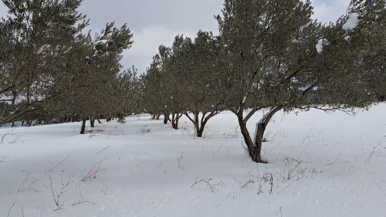 Η σημασία του κρύου για τις ελιές: Παγετός και εαρινοποίηση