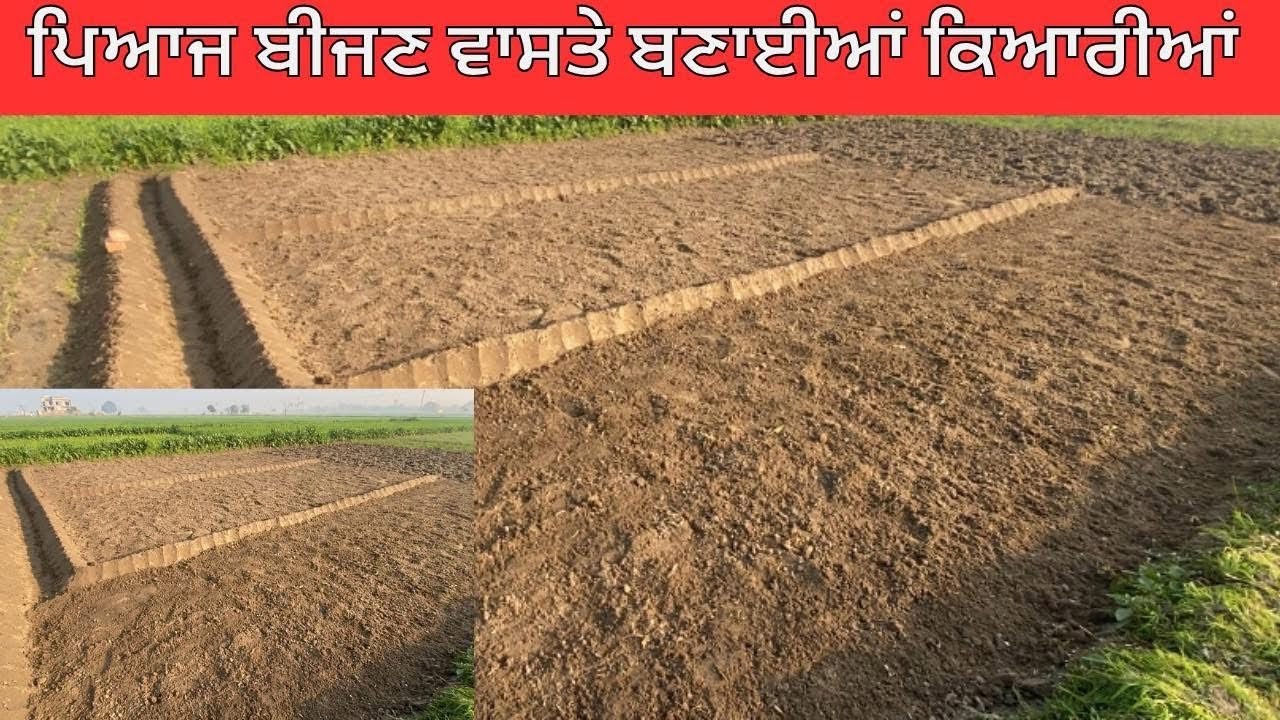 ਪਿਆਜ਼ ਬੀਜਣ ਵਾਸਤੇ ਤਿਆਰ ਕੀਤੀਆਂ ਕਿਆਰੀਆਂ !! Farmer work !! Punjabi Virsa Vlogs 