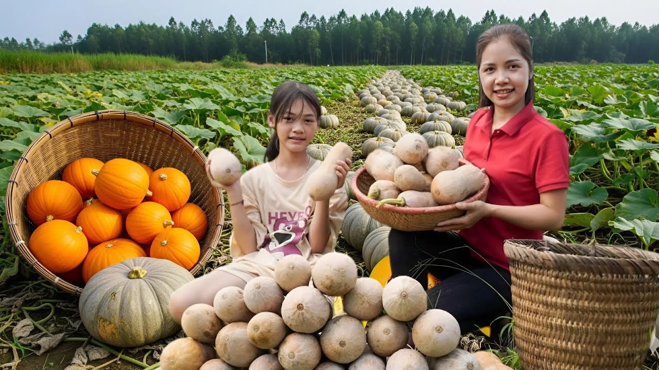 Harvesting 1000+ Clean Pumpkin From Mountain Goes To Market Sell, Pumpkin bread recipe | Farm Life