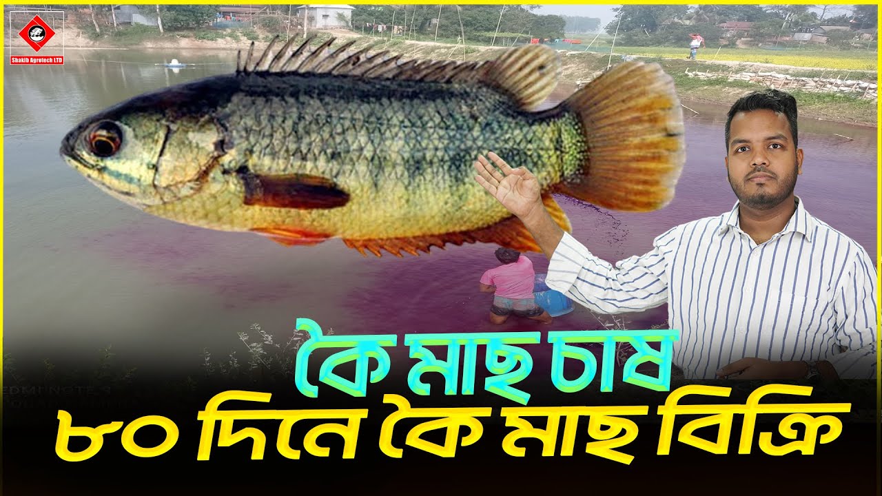 ৮০ দিনে কৈ মাছ বিক্রি || Sakib Agro || ভিয়েতনাম কৈ মাছ চাষ || ভিয়েতনাম কৈ চাষ