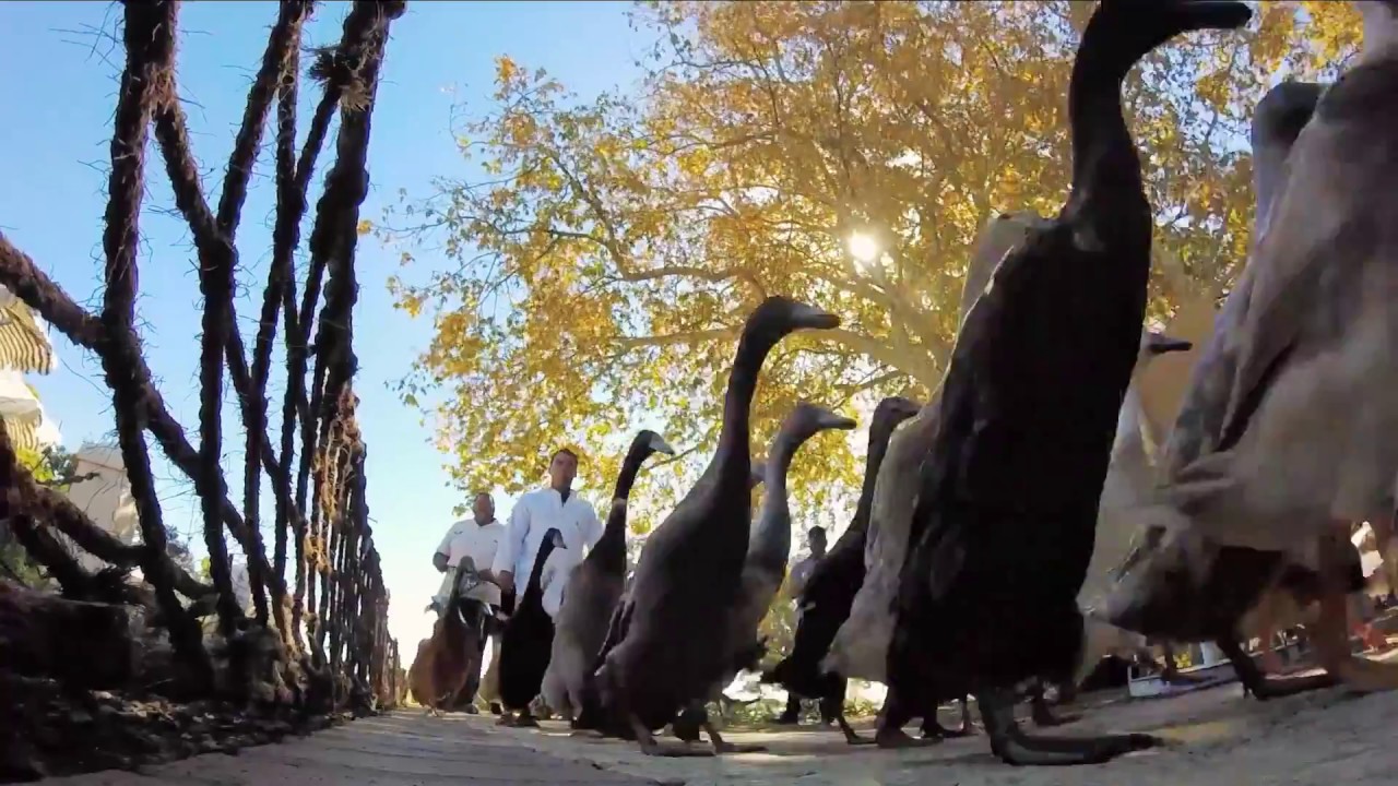 Duck parade Vergenoegd Wine Estate