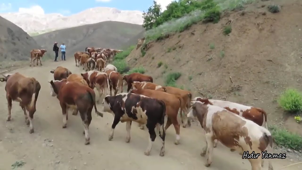 BU YAZ ÇEKTİĞİM GÖRÜNTÜLERLE MUHTEŞEM DOĞAMIZ...