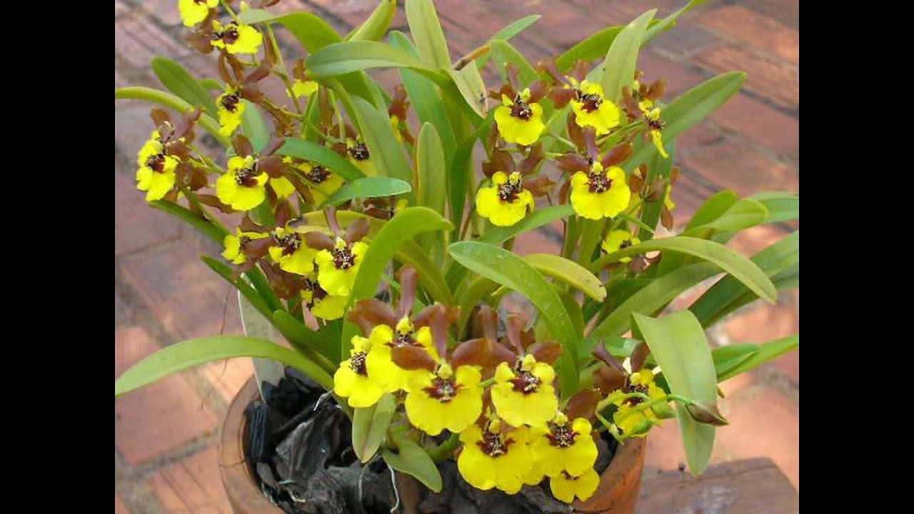 Oncidium croesus orchidea brasiliana dai colori 'accesi' ascoltate la mente ma di più il cuore