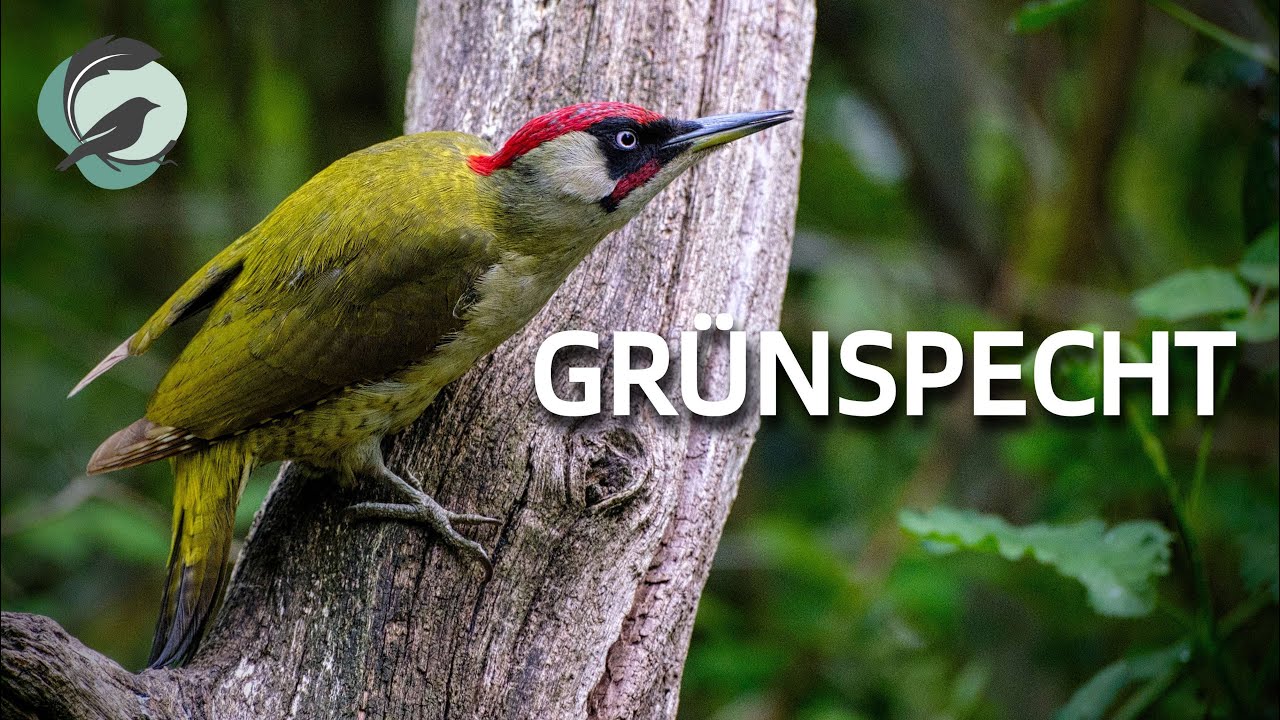 GR&Uuml;NSPECHT 💮Zwitscherportrait💮 kleinfein &ndash; Vogelstimmen, Vogelportrait, Steckbrief
