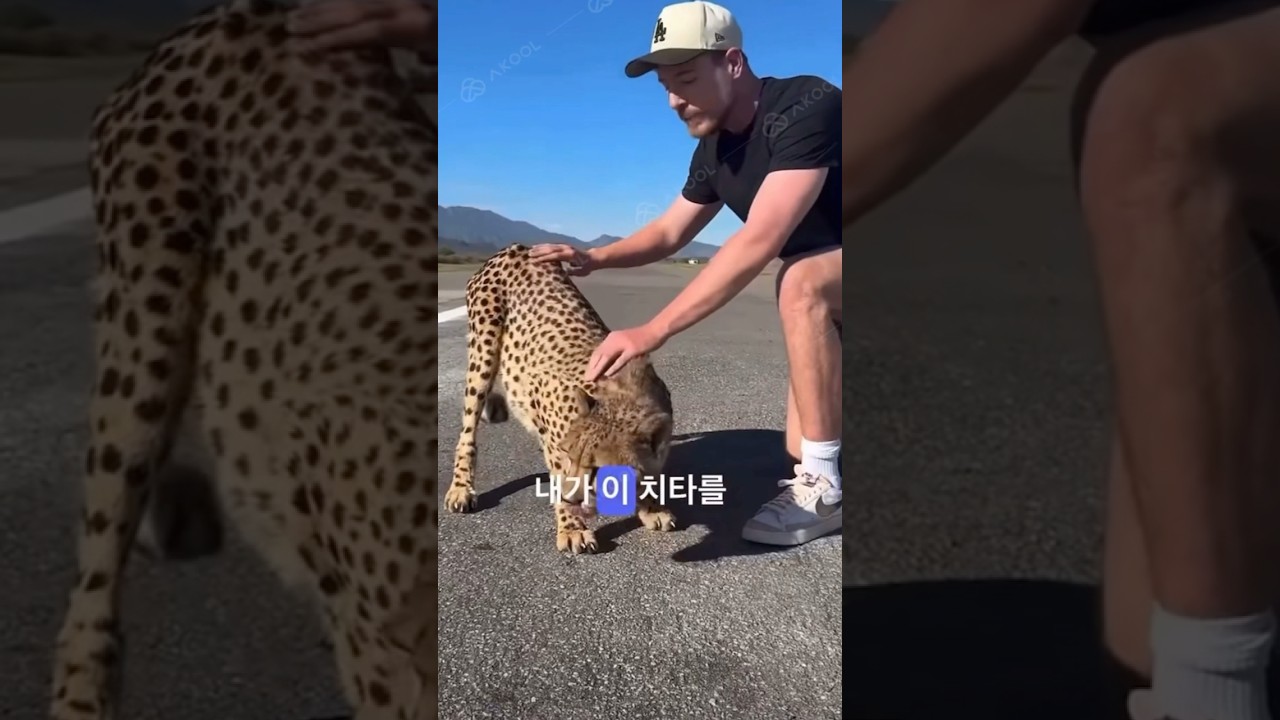 Mr Beast Vs Cheatah (Korean) 