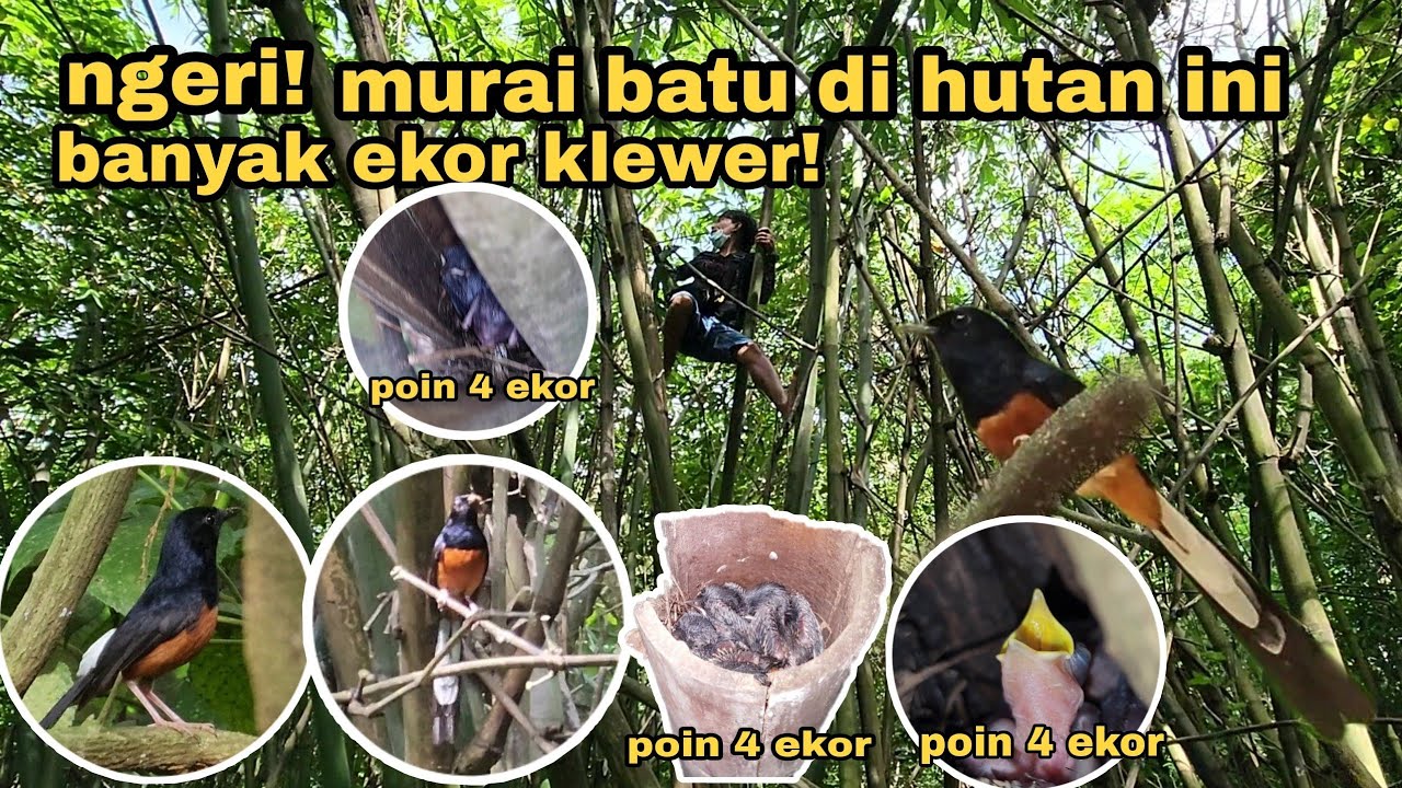 POIN lagi dan lagi banyak burung murai batu ngeloloh anakan di lokasi ini