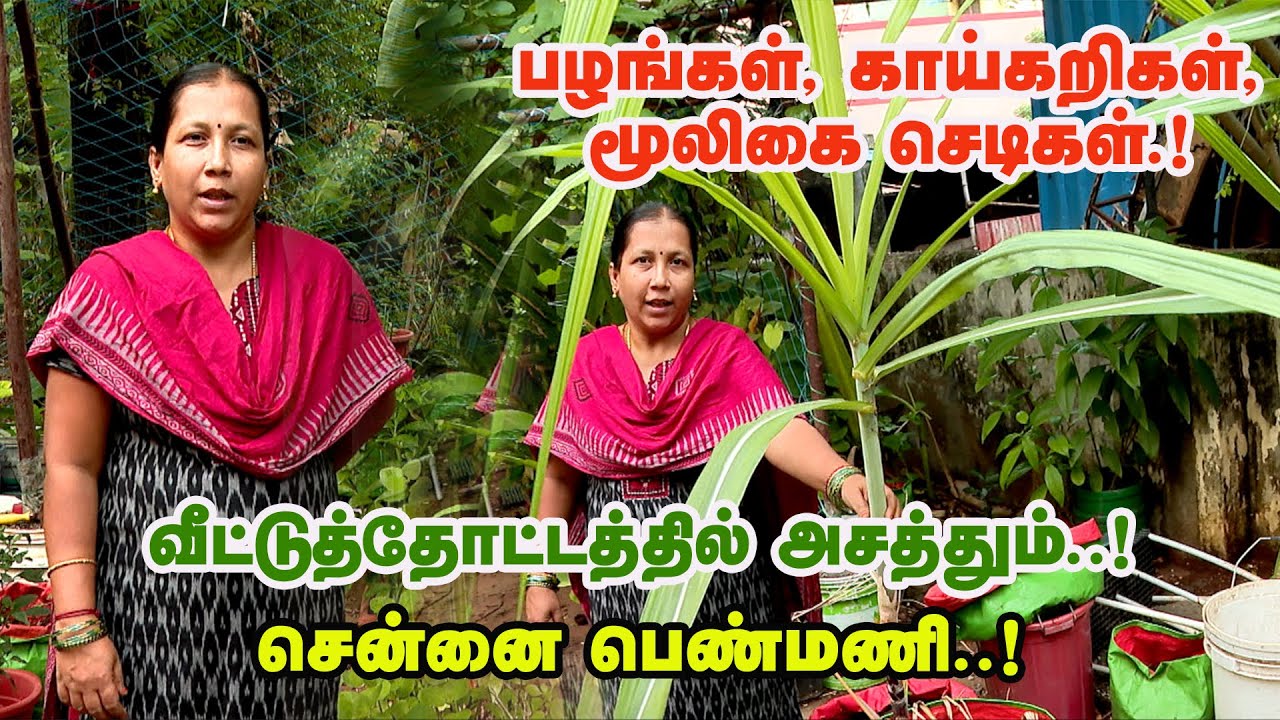பழங்கள், காய்கறிகள்,மூலிகை செடிகள்.! வீட்டுத்தோட்டத்தில் அசத்தும் சென்னை பெண்மணி | Malarum Bhoomi