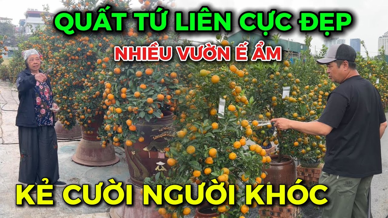 Nhiều nhà vườn Quất Tứ Liên 