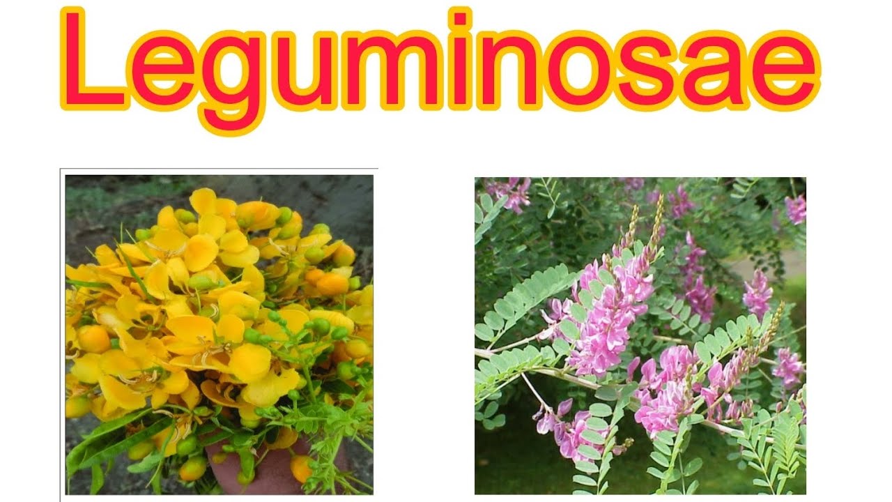 leguminosae Family- Plants identification, Action, prepared medicine.
