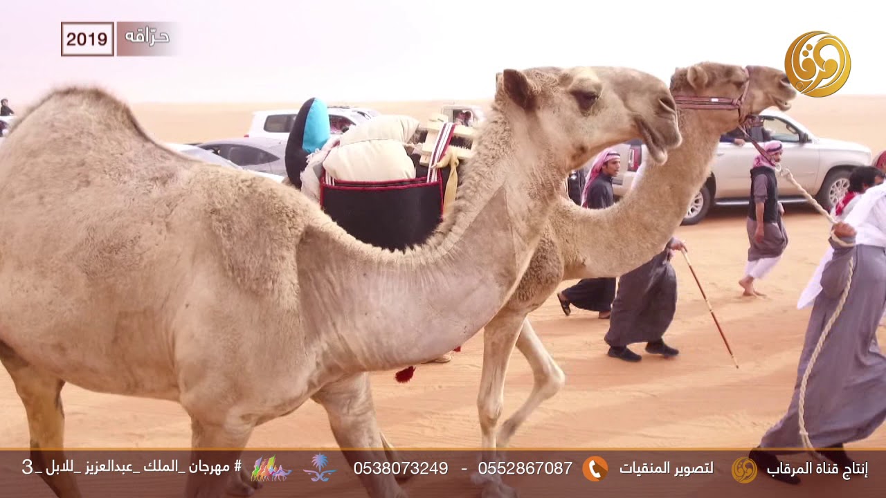 الفردية حراقه لمالك الفردية سعود بن متعب السلات العتيبي 2019
