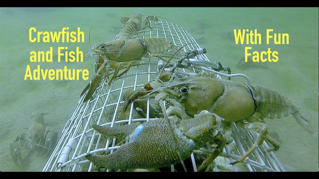 Crawfish and Fish Underwater Adventure in the Wild.  Crayfish Crawdad