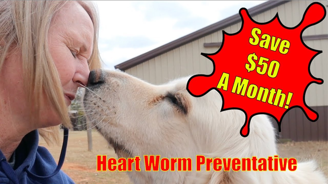 Save Money on Heart Worm Preventative!! Livestock Guardian Dog