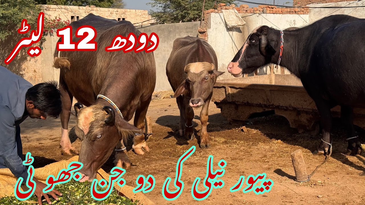 پیور نیلی کی دو جن جھو ٹی دودھ 12 لیٹر pure Nilli high milking buffalo for sale in Punjab Pakistan 
