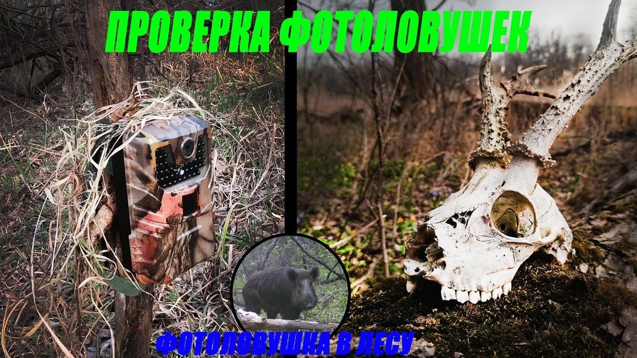 Иду на солонец. Что сняла ФОТОЛОВУШКА? Интересные находки (перезалив весна 2024)