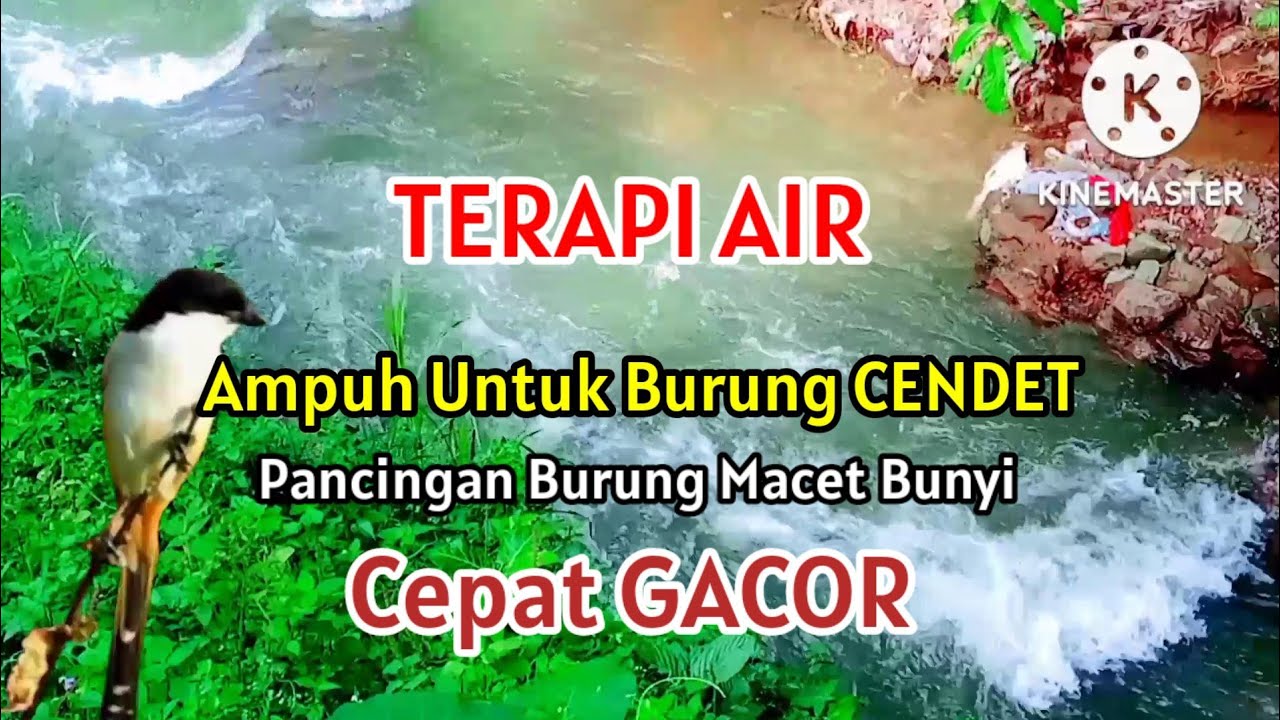 terapi air ampuh untuk burung cendet | suara air gemericik terapi burung
