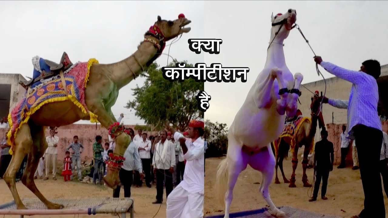 ऊंट और घोड़े का डांस कॉम्पिटिशन // Camel Dance & Horse Dance // KDH