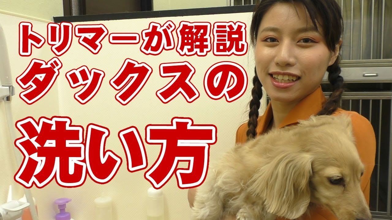 【愛犬のシャンプー】トリマーが解説 自宅でできるダックスの洗い方【帝塚山ハウンドカム】