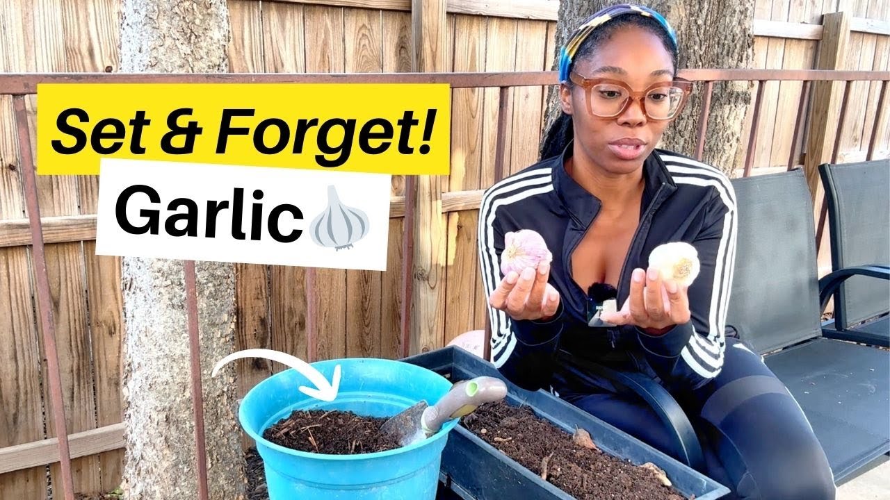 Чеснок в контейнере — простой способ😃🙌🏾🌱 (метод «посадил и забыл»)#чеснок