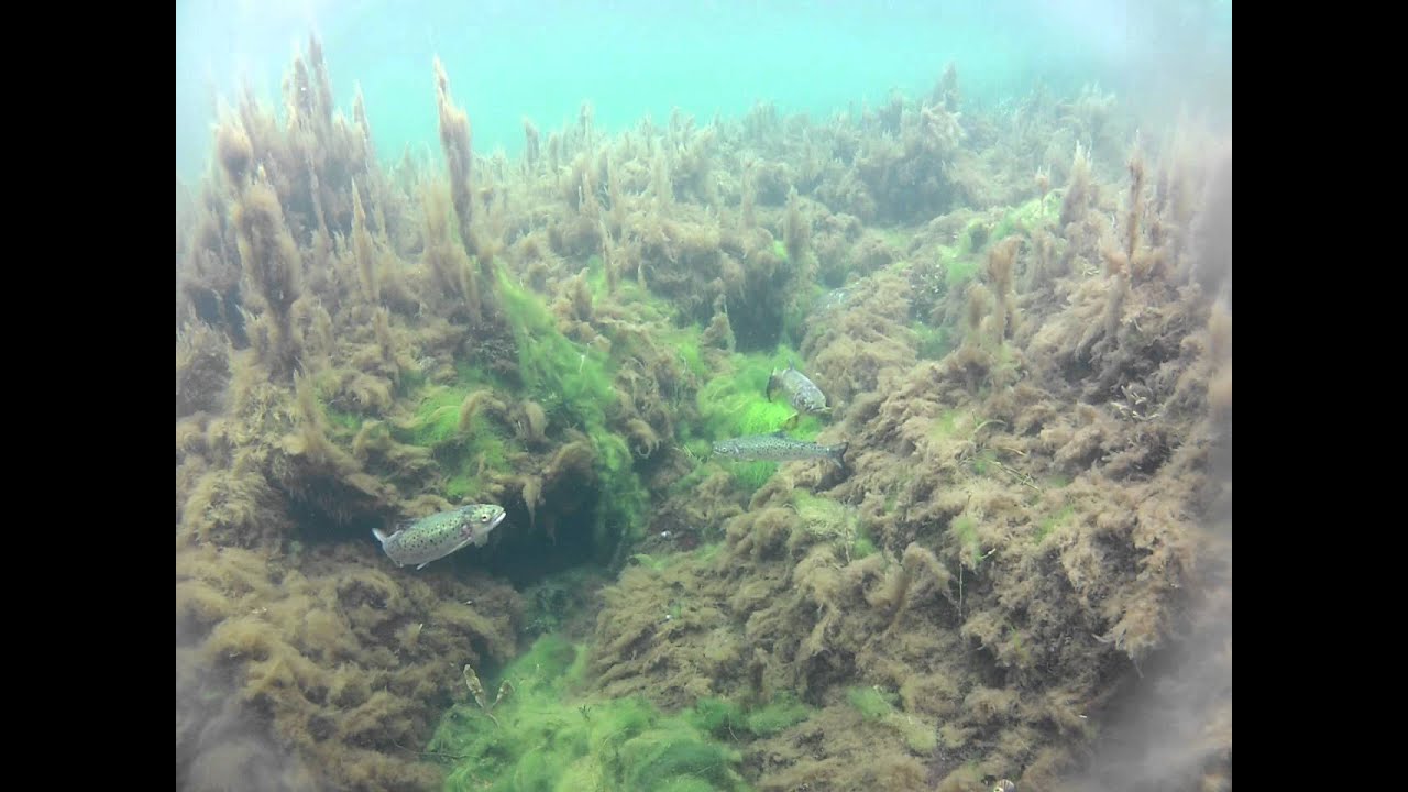 Sj&oslash;&oslash;rreten plages av lakselus